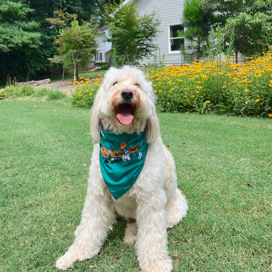 Spooky Pumpkins Dog Bandana