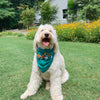 Spooky Pumpkins Dog Bandana