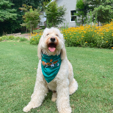 Spooky Pumpkins Dog Bandana